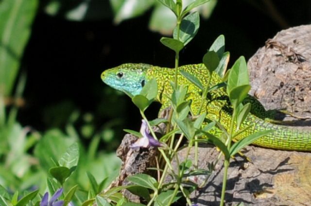 Condividere emozioni (Lacerta bilineata)